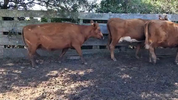 Lote VACAS PREÑADAS