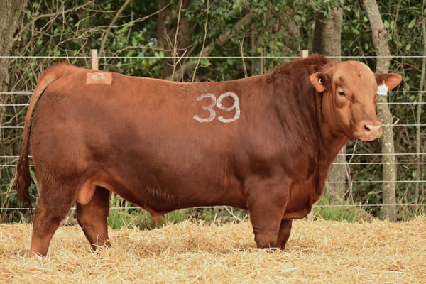 40499 — TOROS ANGUS PC