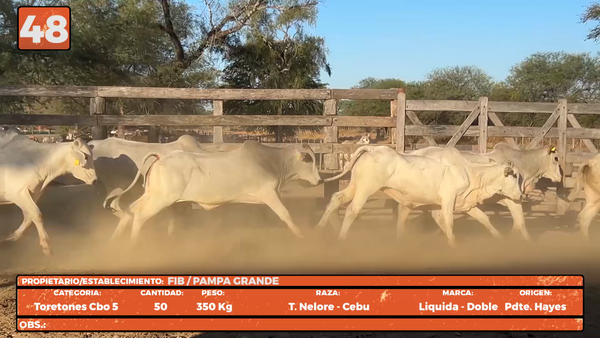 Lote LOTE 48