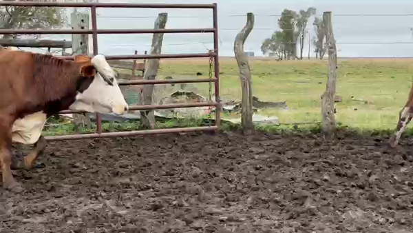 Lote 100 Vacas de invernar