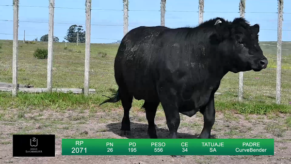 Lote TOROS LA CARMELITA