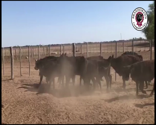 Lote 13 Terneros de 180 Kg