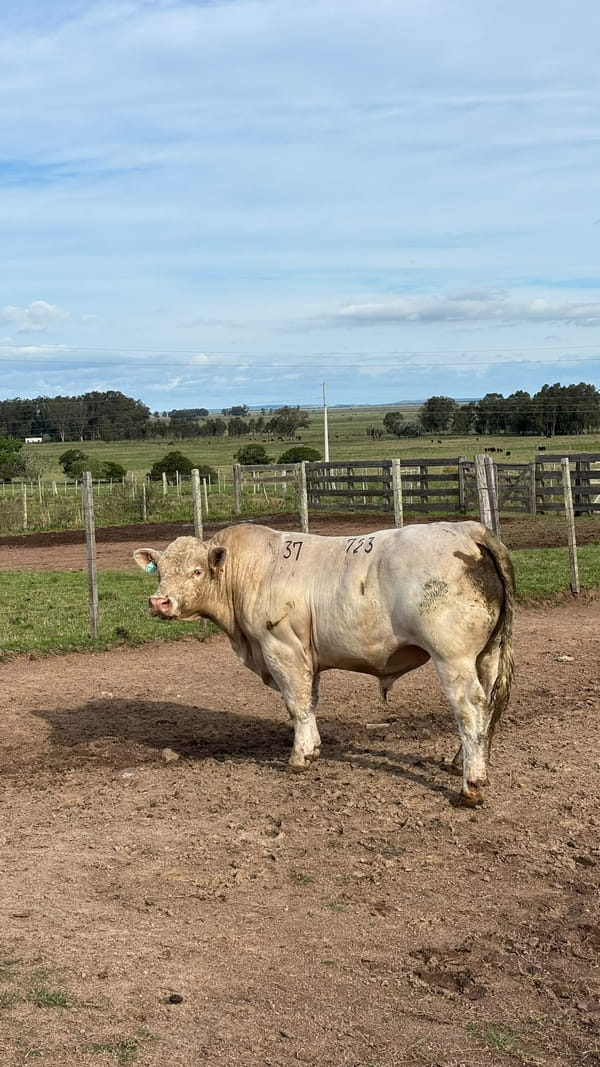 Lote La Margarita RP 723