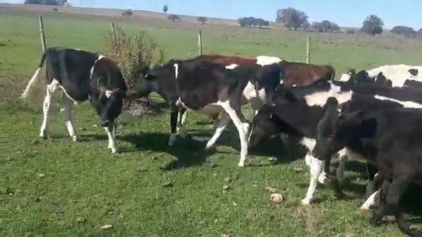 Lote 15 Terneras Holando