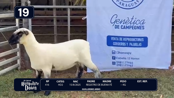 Lote LOTE 19