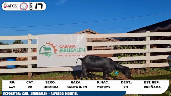 Lote LOTE 17