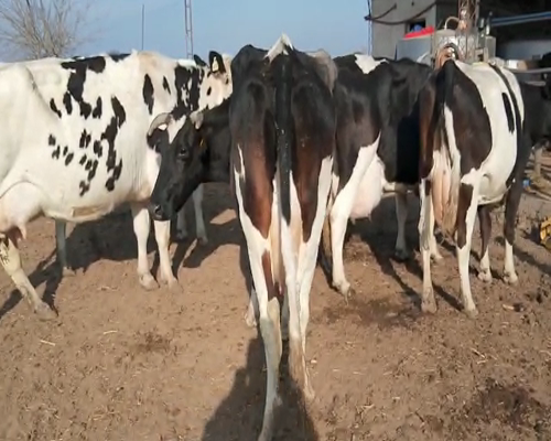 Lote VACAS EN ORDEÑE 4 DANTE ALBRECHT