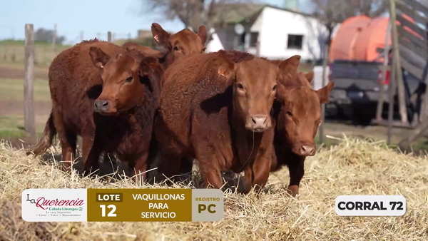 Lote VAQUILLONAS PC PARA SERVICIO