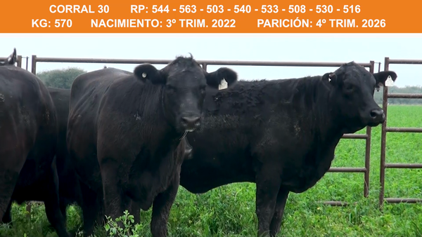 Lote VAQUILLONAS BRANGUS PREÑADAS 2022 EL AMPARO