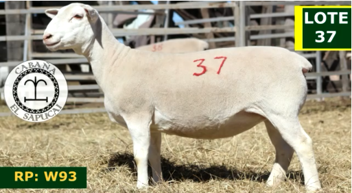 Lote OVINOS HEMBRAS 37