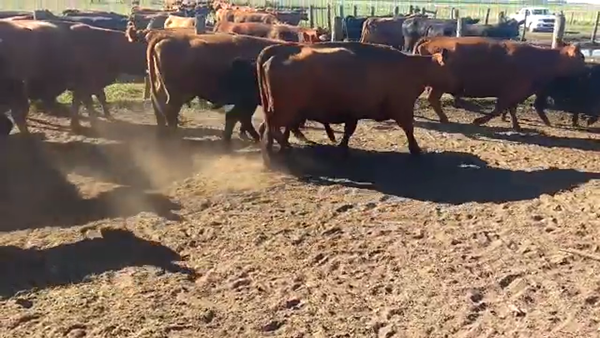 Lote 70 Terneras A TÉRMINO en Laprida