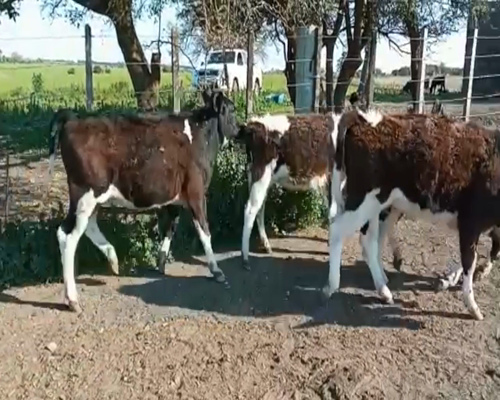 Lote (Vendido)4 Terneras HO 160kg -  en Paso del Rey