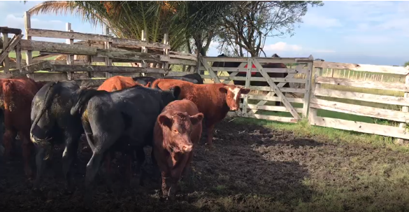 Lote 18 Terneros en San José