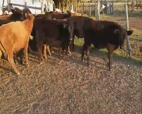 Lote 70 Terneros/as en Villaguay, Entre Ríos