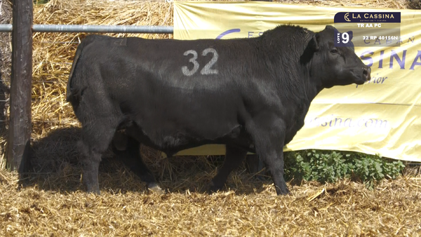 32 40156N — TOROS ANGUS PURO CONTROLADO