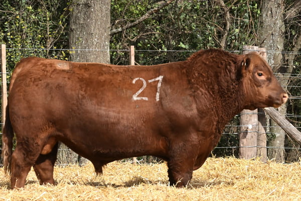 40133 — TOROS ANGUS PC