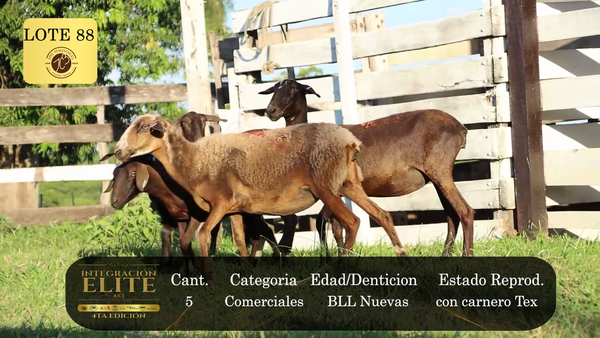 Lote LOTE 88