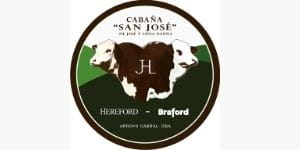 Lote TORO BRAFORD CABAÑA SAN JOSE