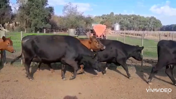 Lote 34 Vacas nuevas C/ gtia de preñez