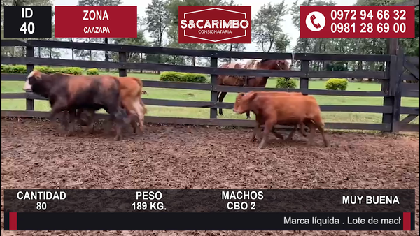 Lote TERNEROS CBO 2
