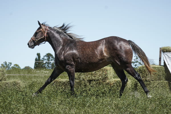 Lote HAS DINASTY BOOMNAL CACH