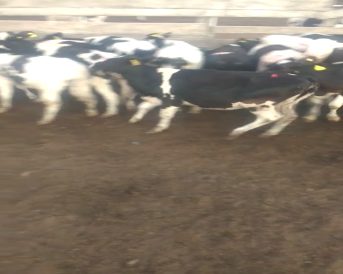 Lote Gerbaudo Francisco y juan