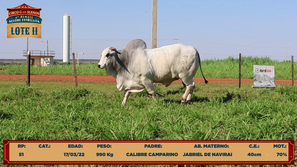 Lote LOTE 11