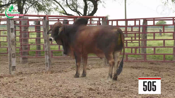 Lote Brahman