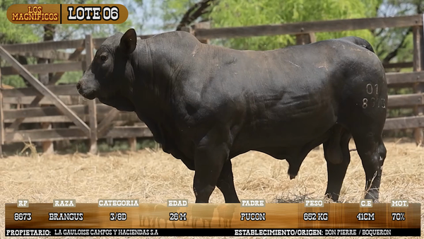 Lote LOTE 6 - VIVO