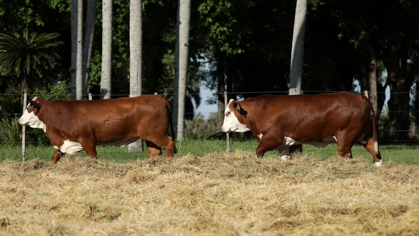 Lote Vaquilla Preñada TE