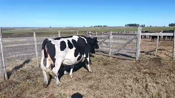 Lote 2 Vaquillonas  Holando 500kg -  en Ruta 23 Km 120