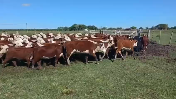 Lote 110 Terneros/as en Entre Ríos, San José de Feliciano