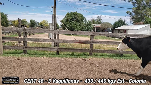 Lote 3 Vacas de Invernada en Colonia