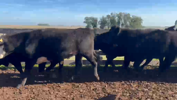 Lote 45 Novillos 421kg - , Rivera