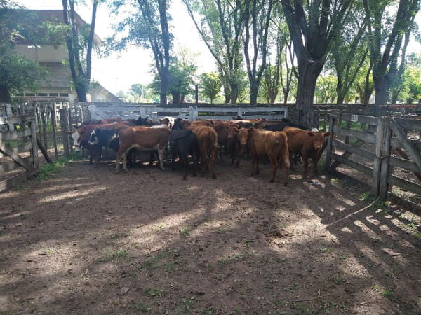 Lote 29 Terneras en Gral. Lamadrid, Buenos Aires
