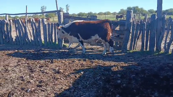 Lote 33 Novillos