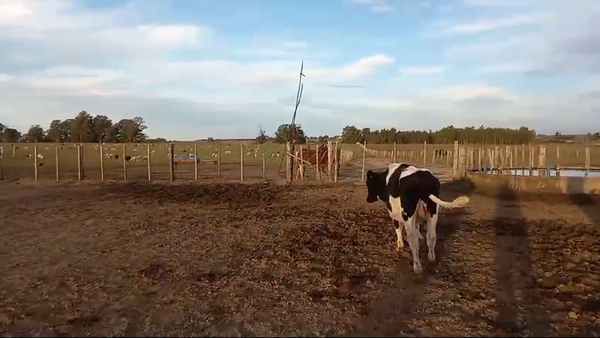 Lote 3 Terneros Holando en Carreton