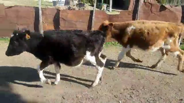 Lote 2 Terneros 120kg - , San José