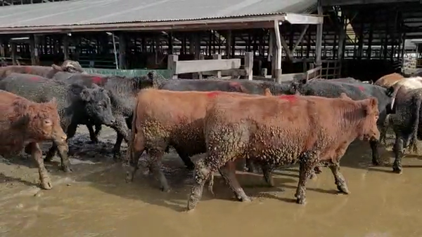 Lote 27 Novillos Gordos en Los Lagos, XIV Región Los Ríos