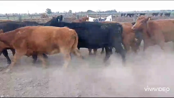 Lote 60 Vacas medio uso C/ cria