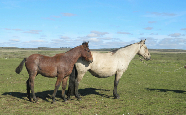 Lote HACIENDO PATRIA 97 DE NC