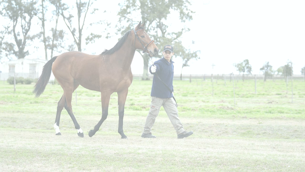 Lote DOBLA LA REINA (KING GUILLERMO -  DOBLE O NADA)