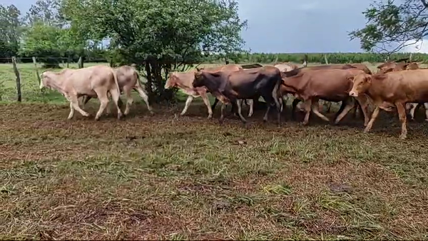 Lote 54 Vaquillonas en Virasoro, Corrientes