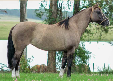 Lote ESPUELA DE LA COLINA