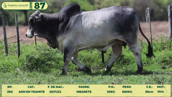 Lote LOTE 87