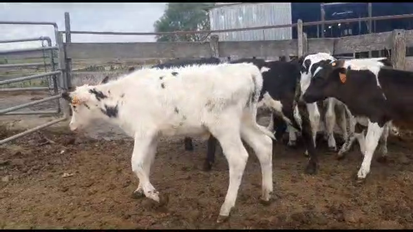 Lote 6 terneros holando