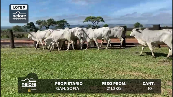 Lote LOTE 9