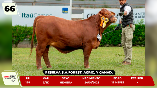 Lote LOTE 66