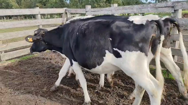 Lote 3 Vaquillonas  450kg - , San José