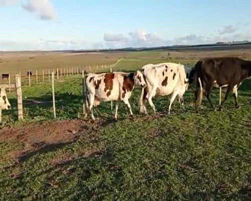 Lote 17 Vacas de Invernada en San José